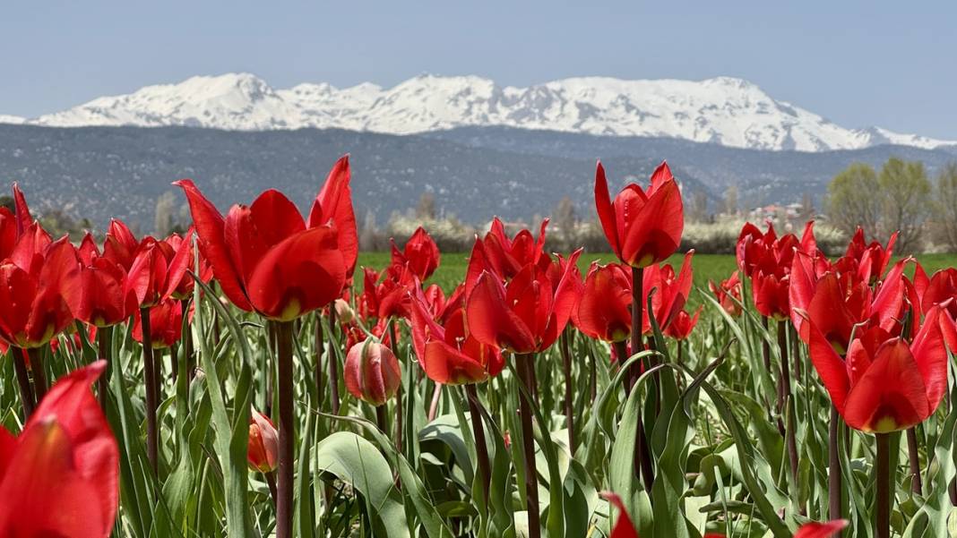 Konya'da adeta cennetten bir köşe! Bir tarafta karlı dağlar, diğer yanda bahar 2
